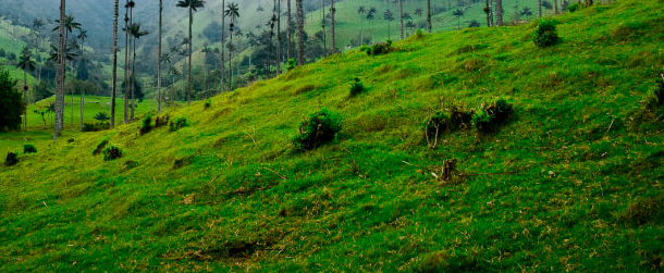 Colombia país sede del Día Mundial del Medio Ambiente 2020